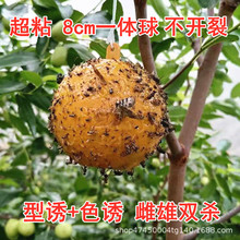 8.5�����Tω��/�T��ᘷ�ω ����ω/��ճ�Դ��z��/�M���z���Tω��