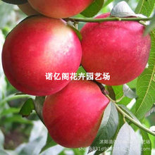 ´ӘPһctĴ޽ÓϱNֲ