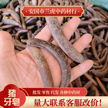 猪牙皂中药材皂角猪牙皂牙皂 皂荚 大皂角 中药洗头发药包原材料