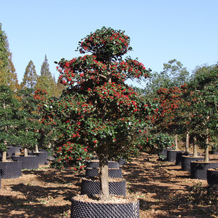 ����ֱ�� ���G�~���͟o���۹ǘ� �o���۹� �^�����͘����l ������