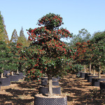 苗圃直供 常绿叶造型无刺枸骨树 无刺枸骨 观果造型树批发 易移栽