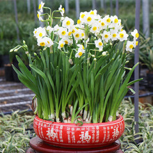 水仙花种球复瓣水培植物花卉盆栽冬季年宵花重瓣漳州水仙花头单瓣