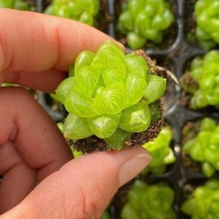 Caoyulu Single-Headed Group Succulent Plant Twelve Volumes Radiation-Proof Office Potted Florals and Green Plants