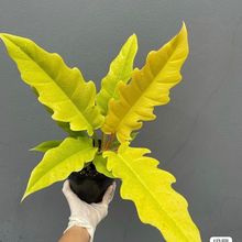 S֮S_SGqϡֲ^~҃ȾGֲB