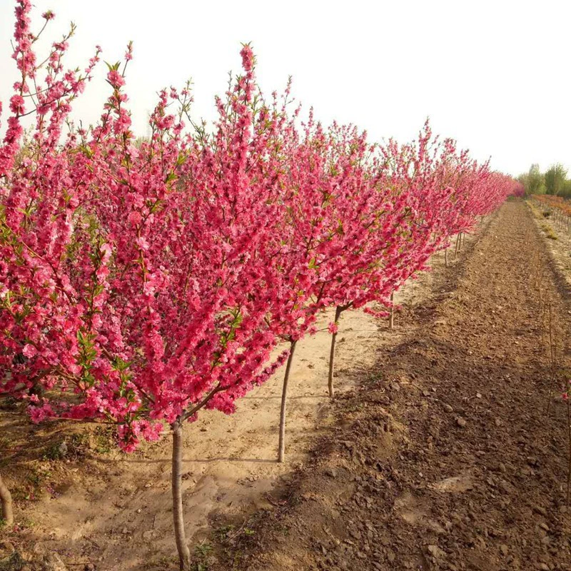 Поставка красный персик фиолетовый персик зеленый персик базы Прямая продажа проекта зеленый рассада оптом большой Congyou