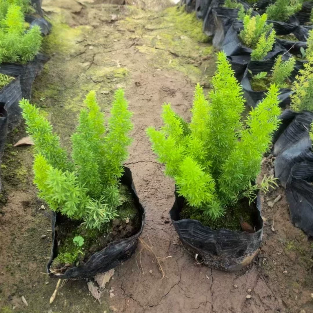 Саженцы спаржи с лисьим хвостом, маленькие горшечные растения, прямые поставки от производителя, популярные на интернет-площадках, для уличного озеленения и инженерных работ.
