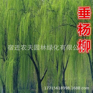 ֲ�九�����S�������紹��С���׃��@ֲ���ӹ��@�R·��z������