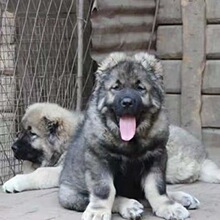 巨型高加索牧羊犬放羊狗护卫犬幼犬活体狗狗工作犬幼崽工作犬幼犬