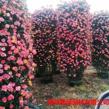 月季造型基地批发 种植精品柱子月季盆栽 柱子款式形状月季树苗