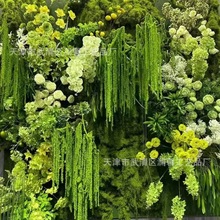 �������GֲĪ�λ��@�Gɫɭϵ��c�Gֲ�bҾӾƵ��b���@�L