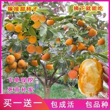 柿子树苗嫁接不暖柿子日本甜柿当年结果南北方盆栽地栽种植果树苗