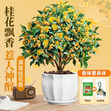 桂花树苗四季桂盆栽浓香型室内阳台庭院地栽金丹桂花卉耐寒植物