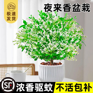 ҹxֲ̨҃B_Gֲ㻨ҹ㻨