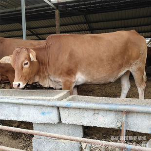 �����Sţ ��ţ�� �BʲôƷ�N��ţ�� �Ϸ��Bţ��ǰ������