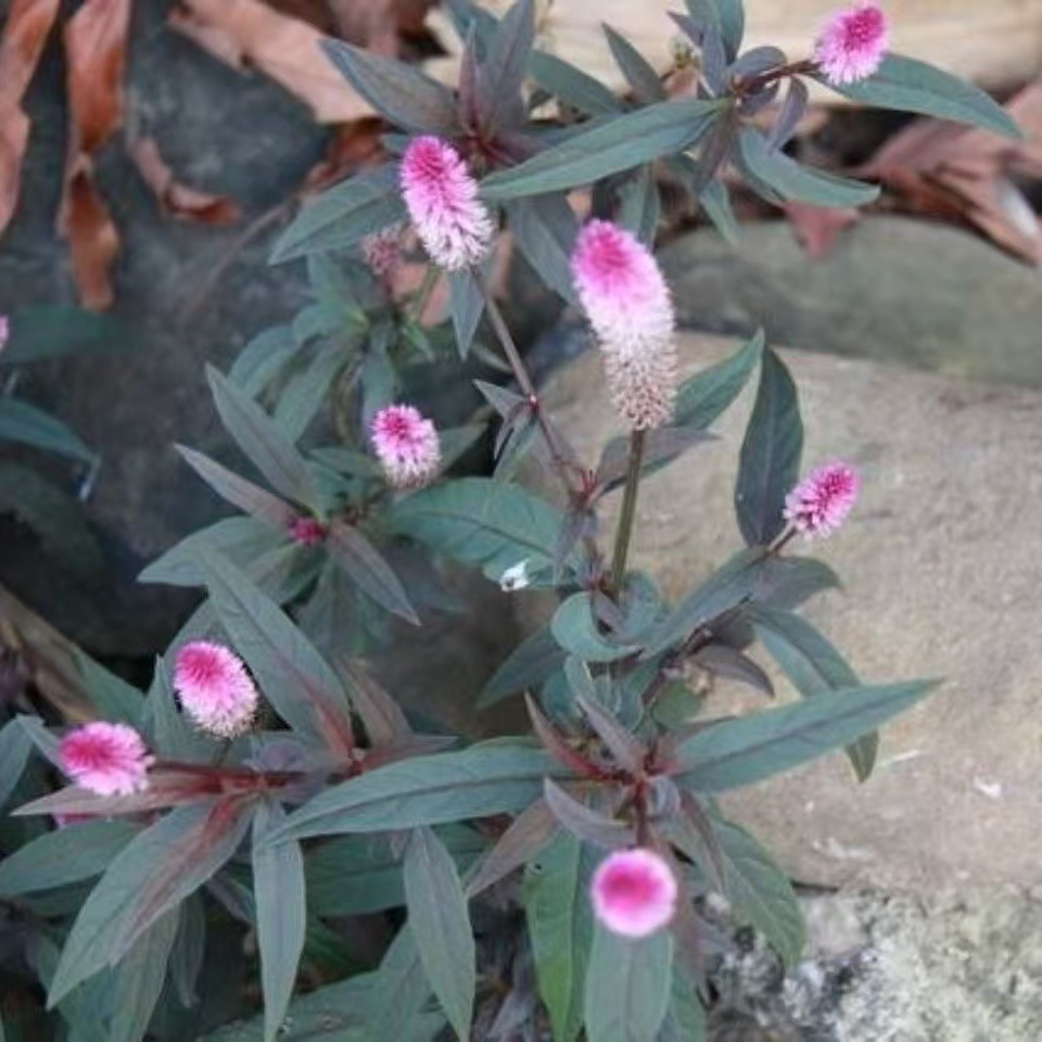 微信图片_20241108114822