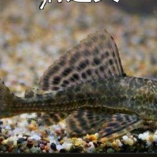 ��ɫ����������~���~���͵�Ϣ���~�S��