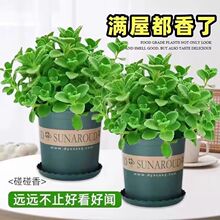 һĨ��������ʳ������̨ͥԺ�҃ȃ����՚���B�Gֲ����������