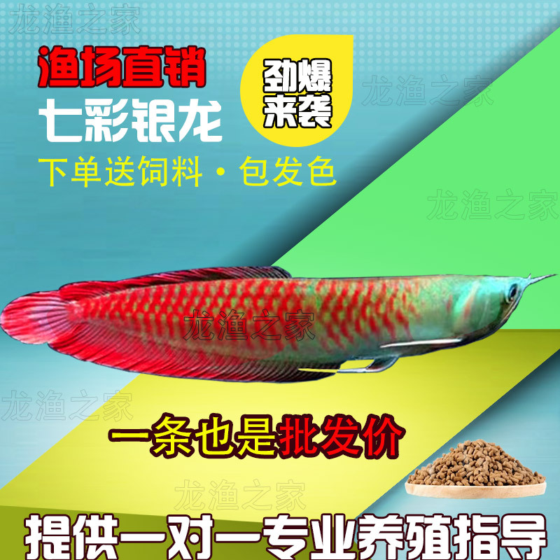 七彩银龙鱼活鱼幼苗热带鱼招财风水鱼淡水大型红龙鱼金龙鱼观赏鱼