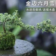 ������TС���� ����ѩ̦�\��ɐ۸ߙn�҃��k��������Gֲ����