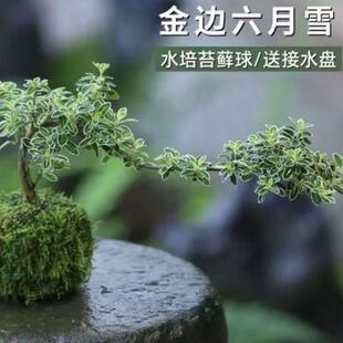 ������TС���� ����ѩ̦�\��ɐ۸ߙn�҃��k��������Gֲ����