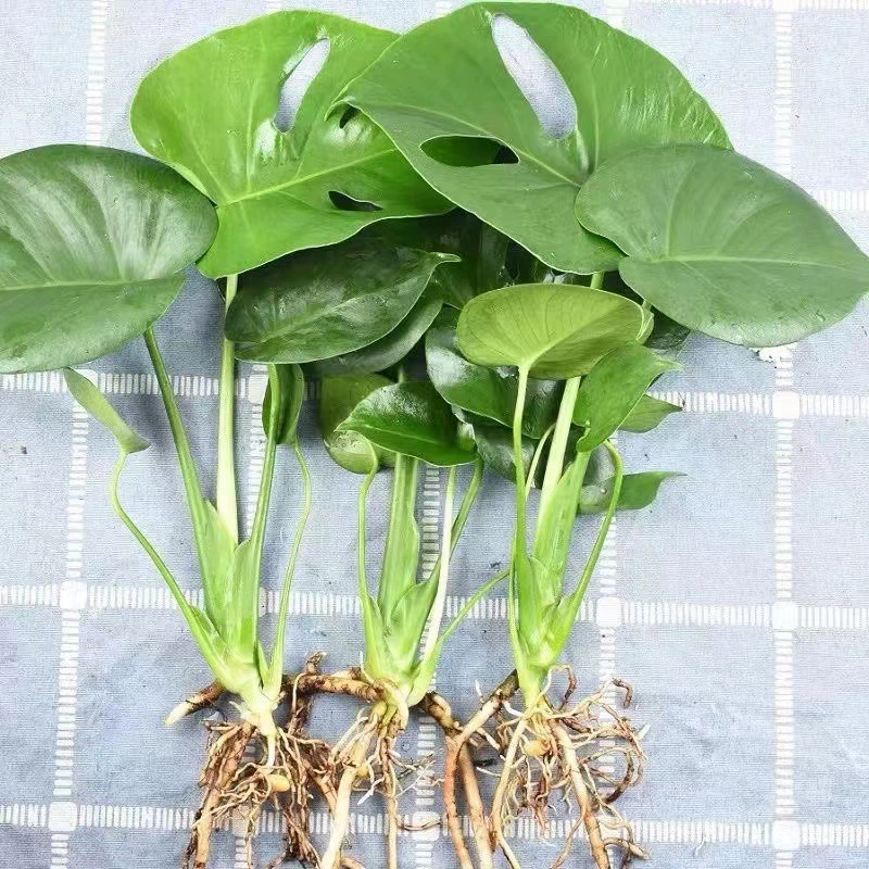 Гидропонный бонсай Монстеры для очистки воздуха, поглощения формальдегида, крупнолистного комнатного лиственного растения, теневыносливого, вечнозеленого растения для всех сезонов.