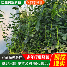 �{ݮ�����ֱ�� �̨ˮ����NֲͥԺ���N������箔��Y���{ݮ��