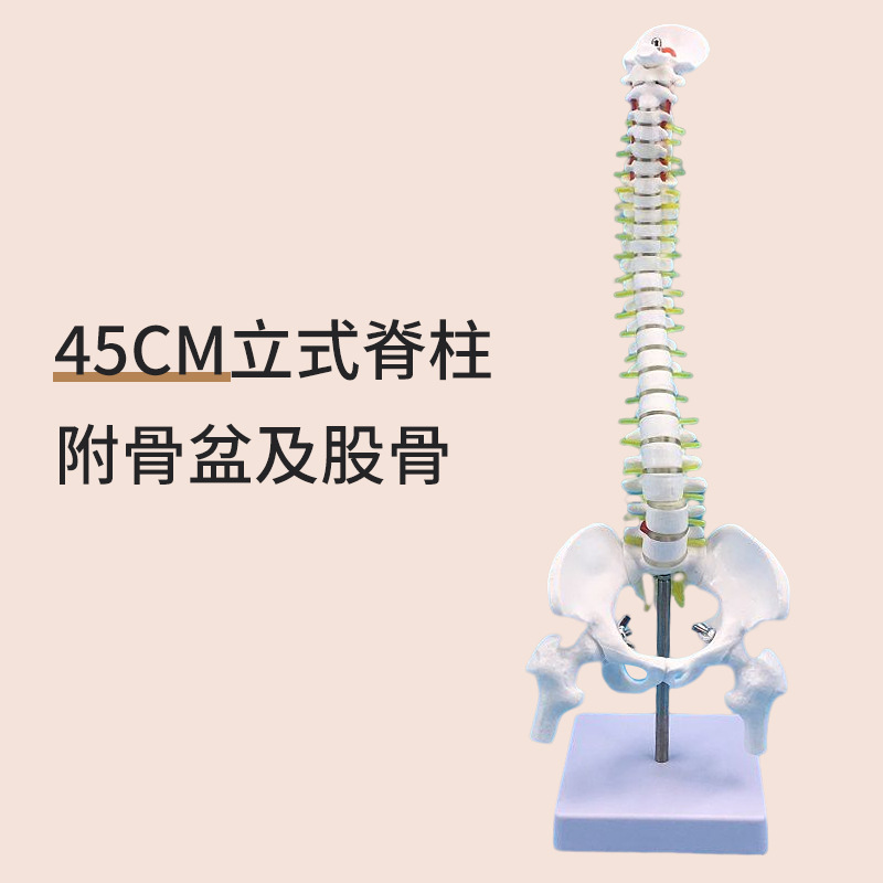 45CM���弹�������輰�ɹ�ģ�� ���񾭹Ǽܼ�����׵ģ�� ҽѧ��ѧ