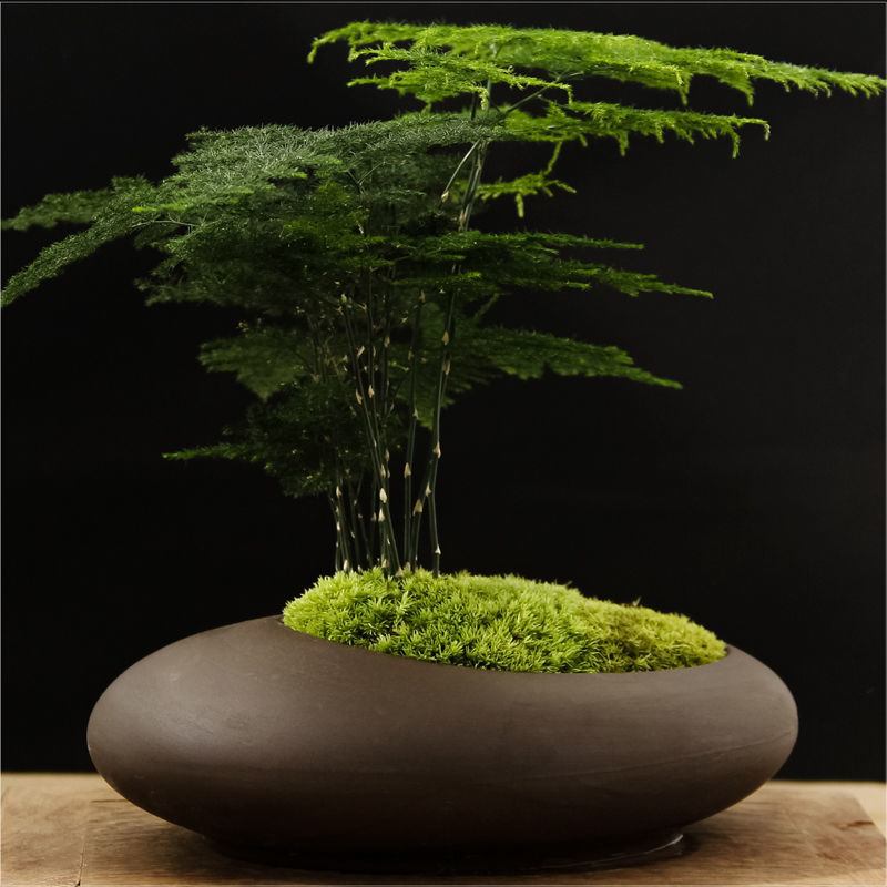 Asparagus Green plant Potted plant desktop Decoration Cinnabar bonsai Office purify atmosphere Potted plant