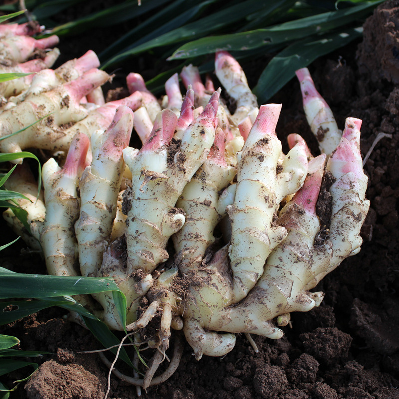 5 pounds Shandong tender ginger fresh red ginger Sprouts pickled cabbage Pickled Season