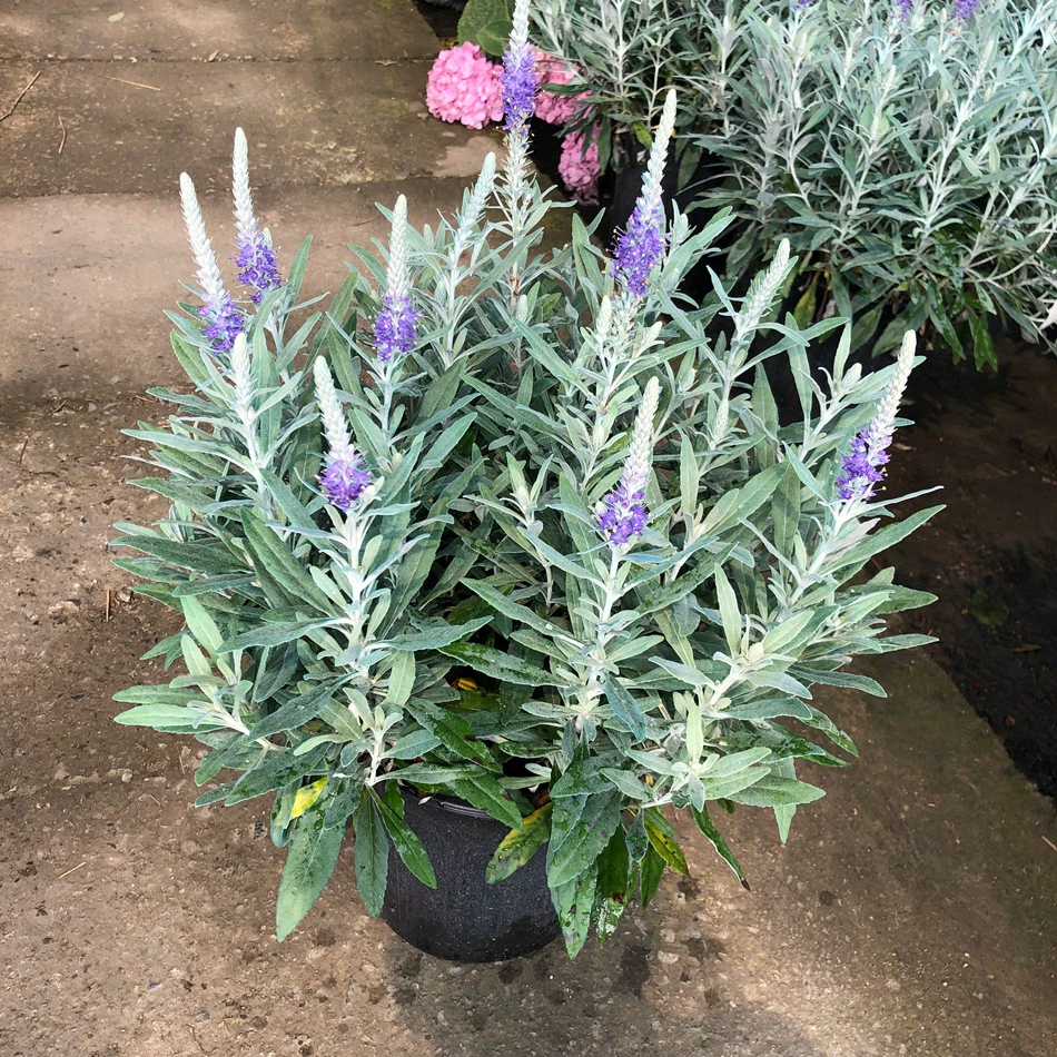 Серебряный лист Васина 2 галлона Цветные листья Цветочные бордюры Растения Чэнду Ландшафтный дизайн Рассада Горшечные цветы Зеленые растения