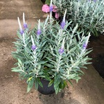 银叶婆婆纳2加仑 彩叶花境植物 成都园林绿化苗木 盆栽花卉绿植