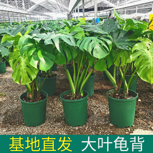 Monstera Leafy Plant Indoor Living Room Office Large Potted Green Plant Bonsai Purifies Air and Absorbs Formaldehyde Old Pile