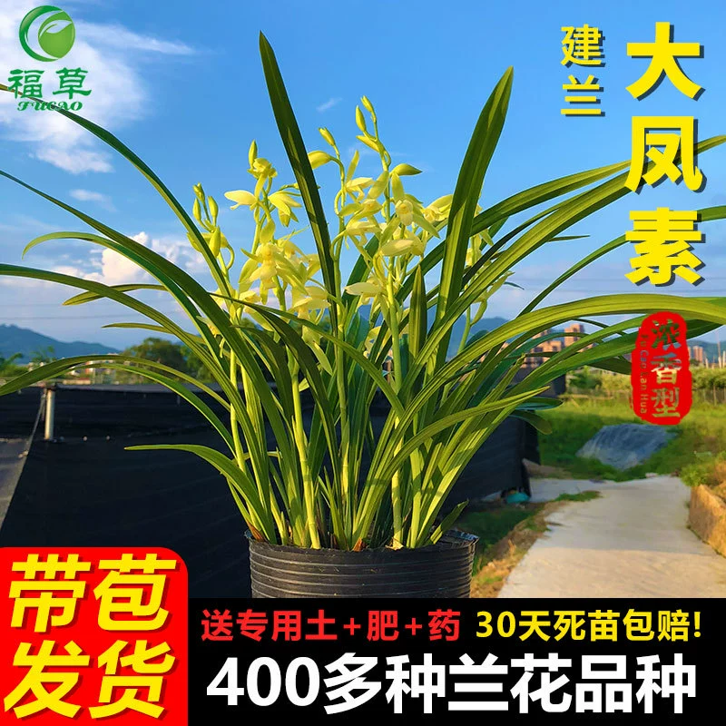Рассада орхидей, Цзяньлань, Орхидея Four Seasons, Дафэнсу, Цихайская ароматная чернильная орхидея, Орхидея, Цветочный период с бутонами