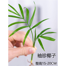 迷你小绿植罗汉松白掌红掌绿萝竹柏九里香网纹草盆栽水培植物小苗