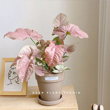 �H�۵ľGֲins��ɫ���˺Ϲ�����\�ۼ��҃����滨�������ļ�ֲ��