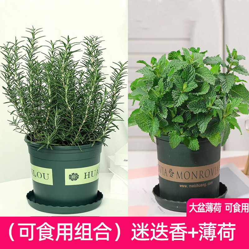 [대형냄비 식용조합] 민트 + 로즈마리(갤런냄비) + 영양액