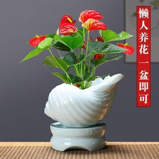 ��������m��ɏ�մ���ɾG�}�~�X�ݾGֲ������溆�sˮ�໨��ƿ