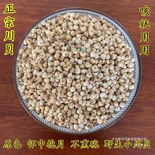 优品野生川贝川贝母四川川贝怀中抱月材干货500克