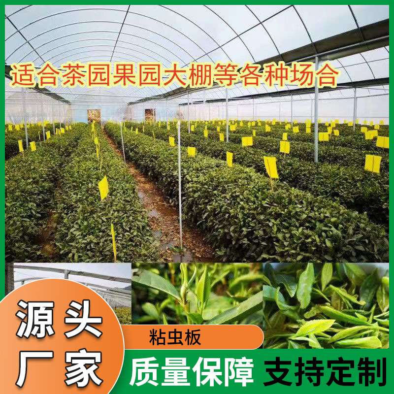 Sticky Insect Board Double-Sided Insect Trap Yellow Board Blue Board Manufacturer Wholesale Yellow Insect Board Agricultural Thrips Garden Insect Catching Stickers Sticky Insect Board Double-Sided Insect Trap Yellow Board Blue Board Manufacturer Wholesale Yellow Insect Board Agricultural Thrips Garden Insect Catching Stickers