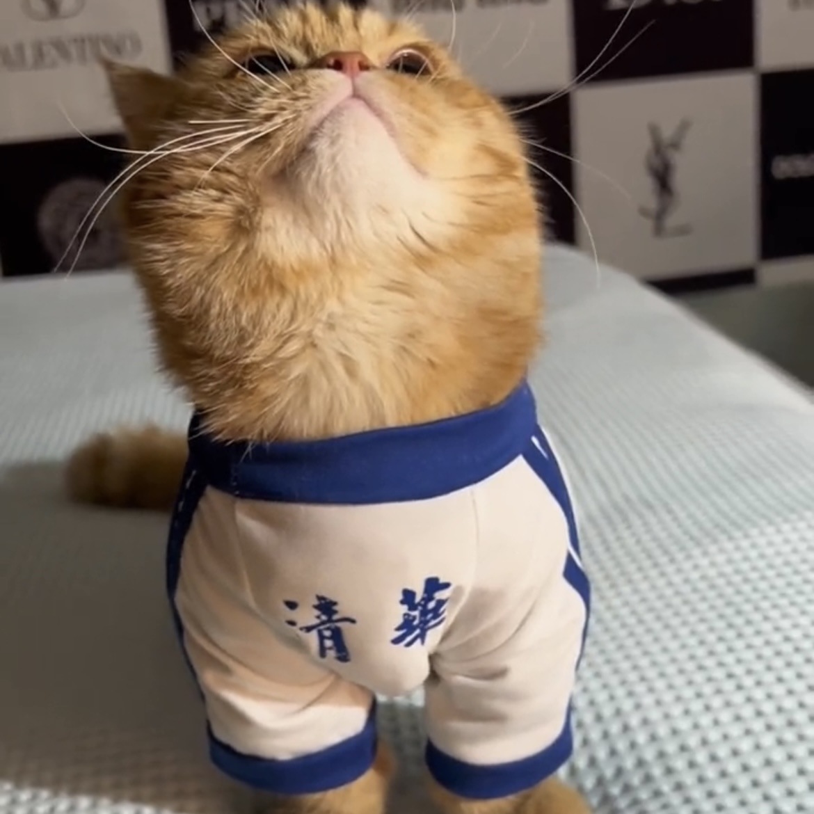 애완 동물 강아지와 고양이 옷 봄과 가을 바닥 셔츠 골드 그라데이션 래그 돌 고양이 테디 비숑 귀엽고 잘 생긴 티셔츠