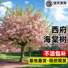 ���Ę���ߗU�ͺ��������Ĺ����Ե���ͥԺ�L�����ļ��_���ܺ��B��