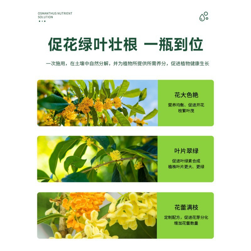 桂花树肥料专用肥植物营养液通用型促花花卉浓缩四季桂金桂银桂树