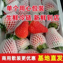 云南草莓新鲜四季大草莓商用10斤散装基地直发茶饮现货烘焙烧仙草