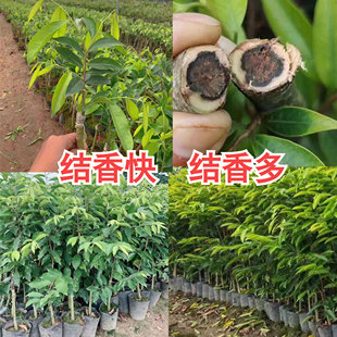 ���l������骳���������Գ�����޽���������ĸ��һ���G���