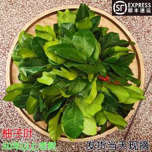 新鲜柚子叶顺丰碌柚带技叶子树叶乔迁新居沐浴去晦气青团洗澡-阿里巴巴