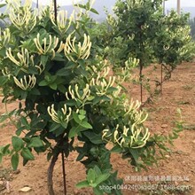 ���y������������ֲ���̨ͥԺ�҃��ļ����ν��y�����Ժ÷N�׻�