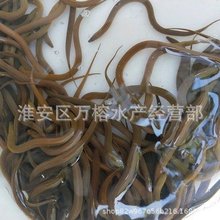 批发直销黄鳝苗 高密度养殖长鱼苗淡水养殖苗