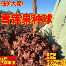云南天山雪莲果种子新鲜大果种苗现挖红心种球黄心批发基地种籽