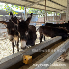 黑驴养殖毛驴价格小驴仔供应德州肉驴养殖场哪里有养驴场