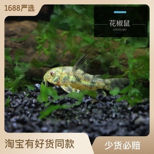 �������~���w �����~�����~�ח�������~�ݸ׵�ˮ�~ �O��ֱ�N���l